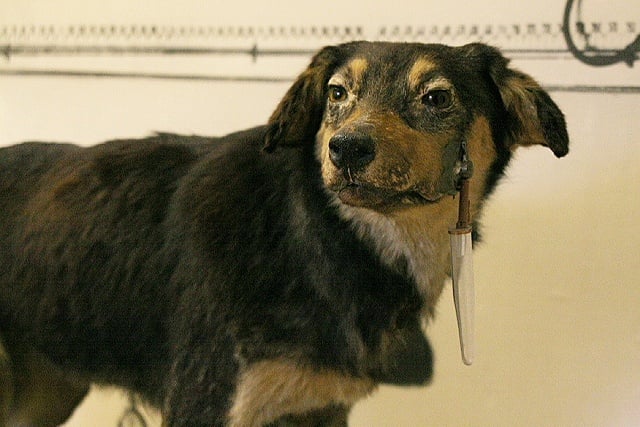 Pavlov's Dog