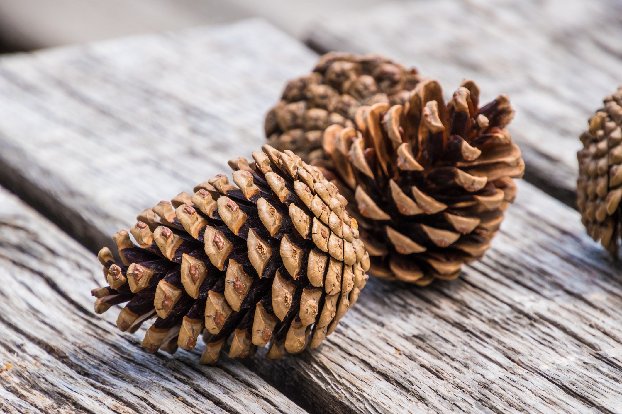 Fir pine cones lying on wood planks
