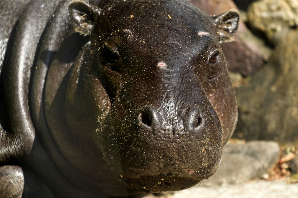 Baby pygmy hippo