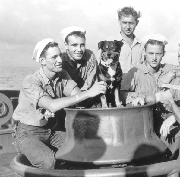 Sinbad the sailing dog