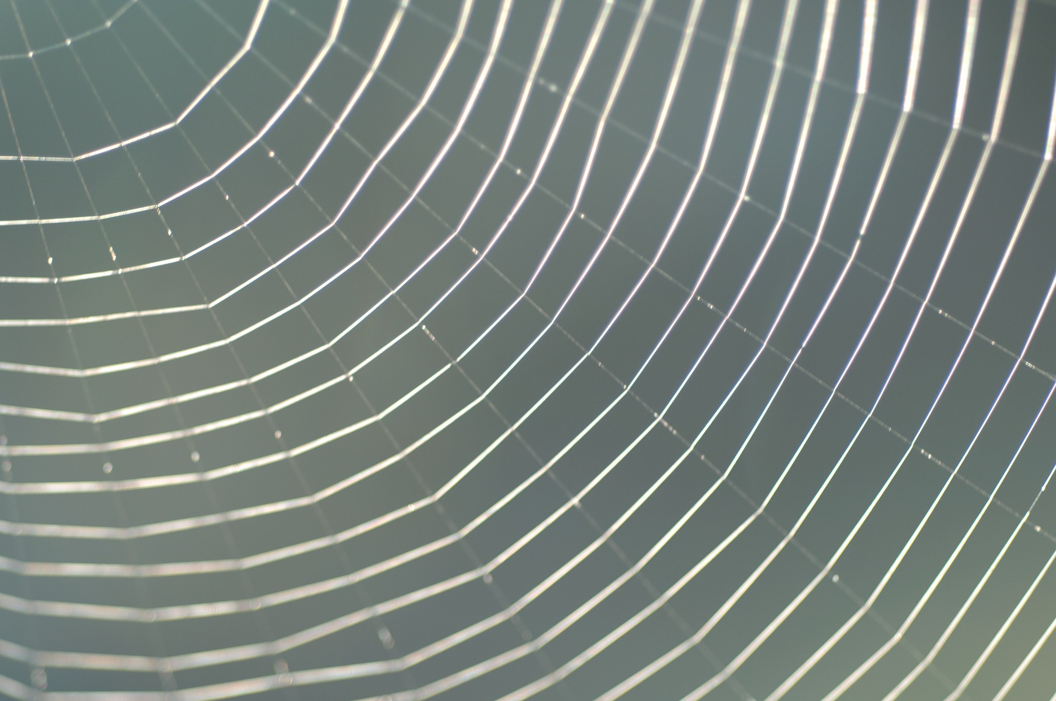Spider web