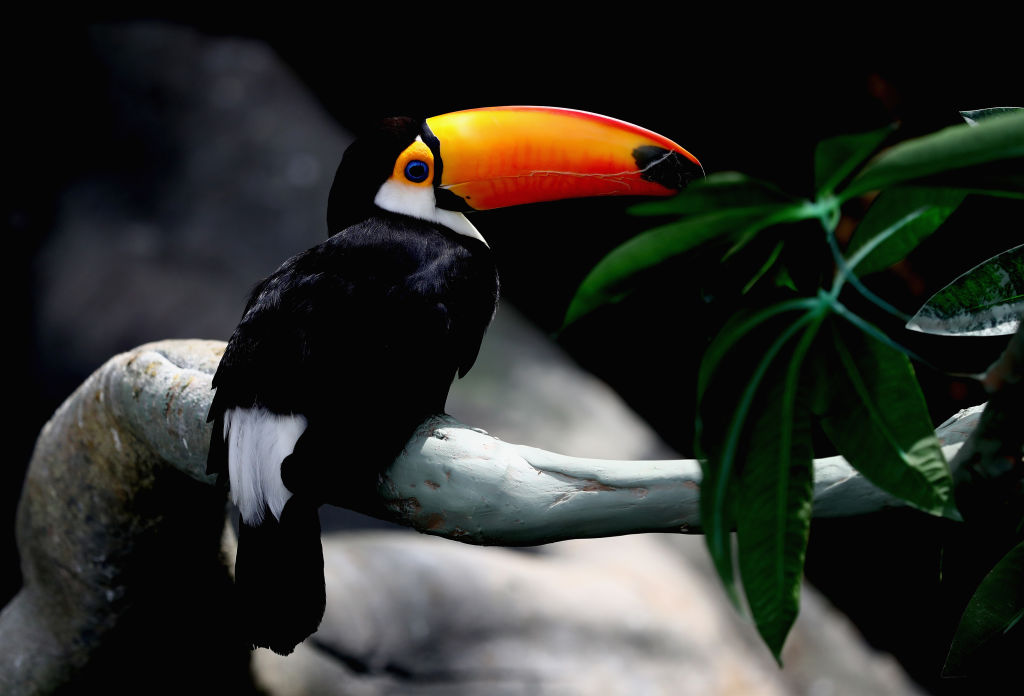 Toucan