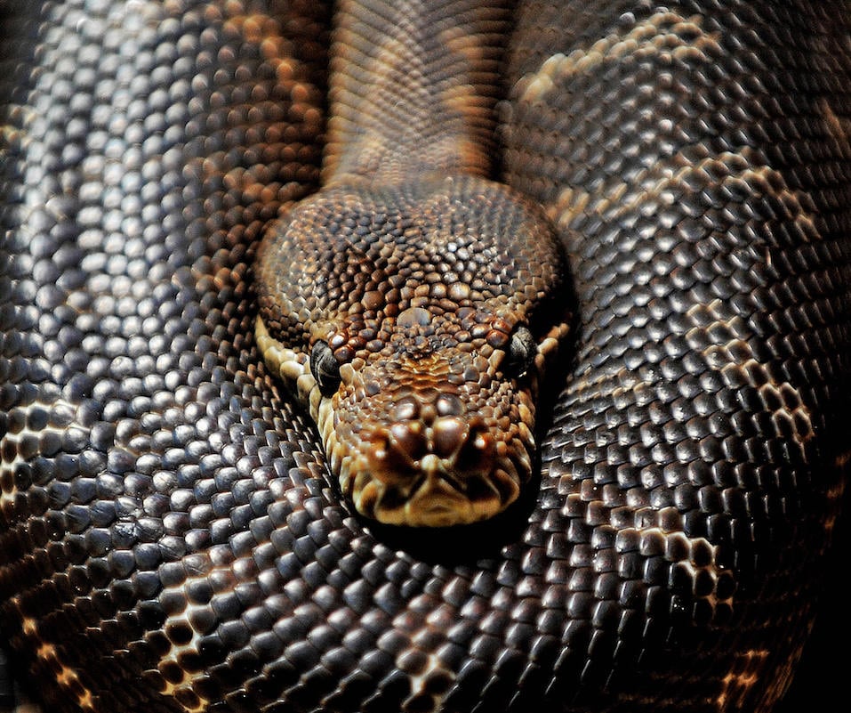 A Centralian carpet python lies coiled at Sydney Wildlife World