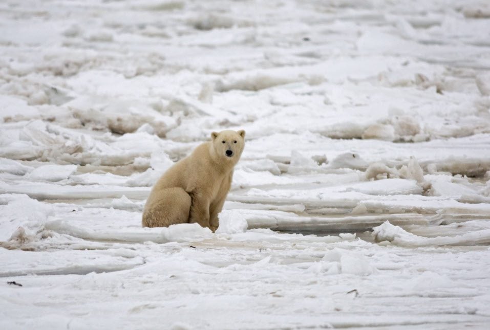 A polar bear sits on the Hudson Bay fres A polar bear sits on the Hudson Bay fresh ice next to a hole in the ice