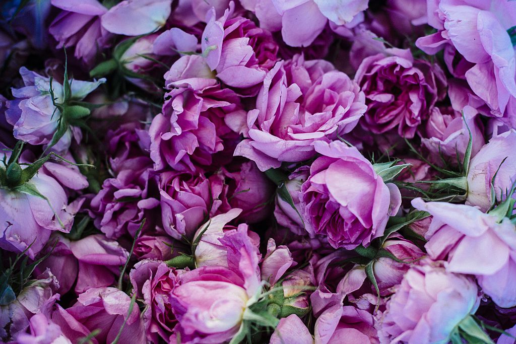 Damask rose oil, an indispensable ingredient in high-end perfume production