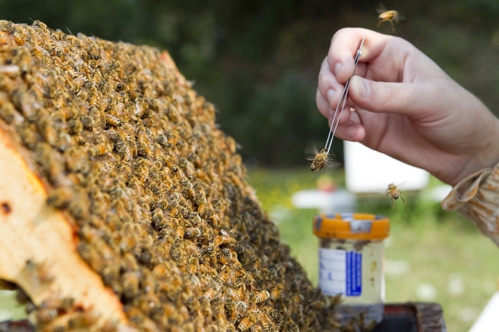 A researcher collects a bee from a hive