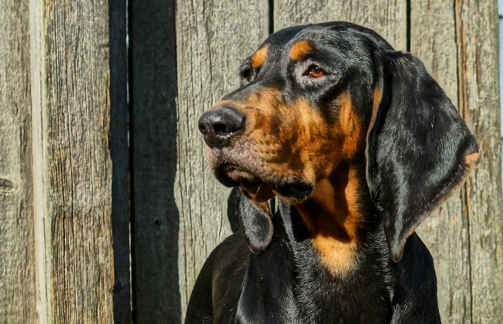 Black and tan coonhound