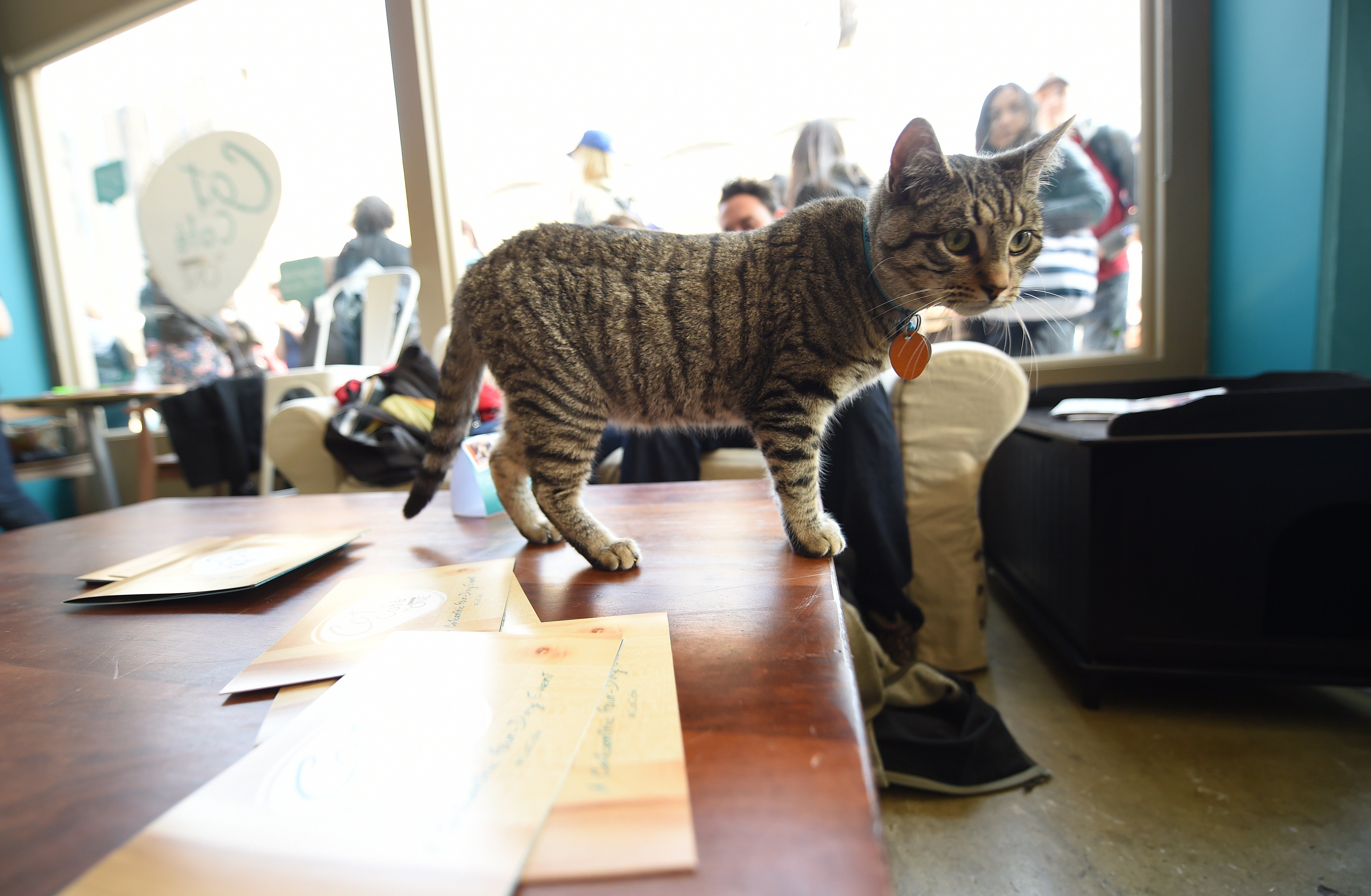 Cat Cafe NYC
