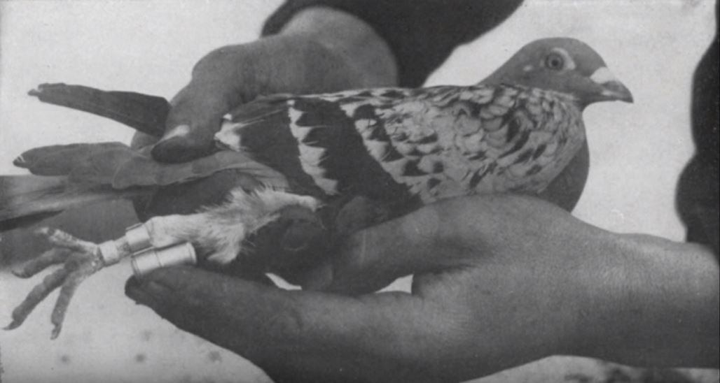 a soldier shows how a message is strapped to a carrier pigeon