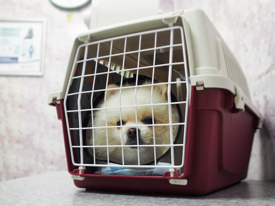 Cute little white dog sitting in a cage