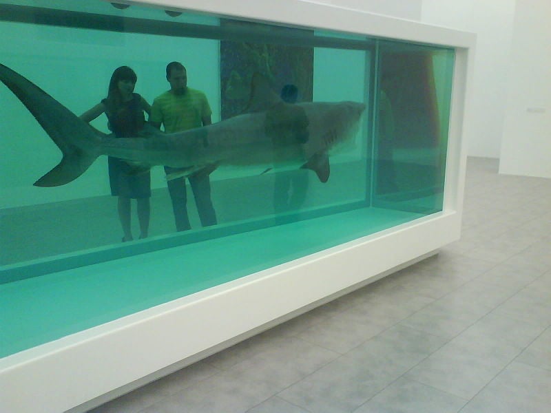 Dead Shark suspended in glass box