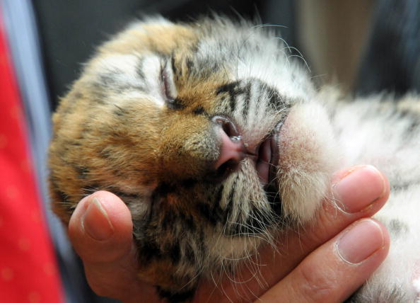 a baby tiger sleeps in its keeper's hand