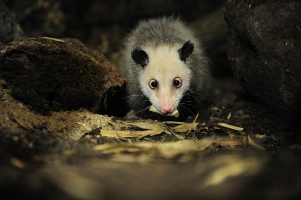 an opposum is shown eating at a zoo an opposum is shown eating at a zoo