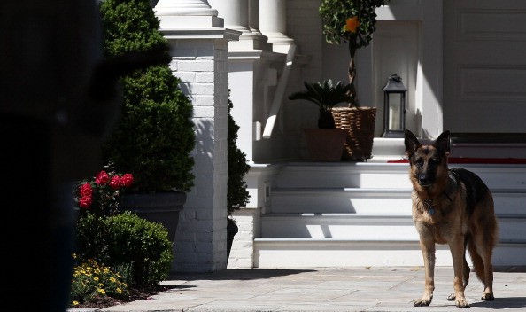 joe biden puppy this photo proves liam hemsworth has the cutest in joe biden puppy this photo proves liam hemsworth has the cutest in