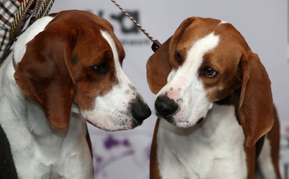 a pair of coonhounds