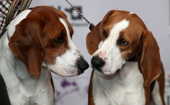 a pair of coonhounds a pair of coonhounds