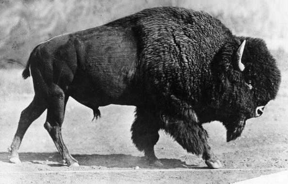a black and white photo of a bison a black and white photo of a bison