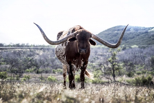 a longhorn cow in a snowy pasture a longhorn cow in a snowy pasture