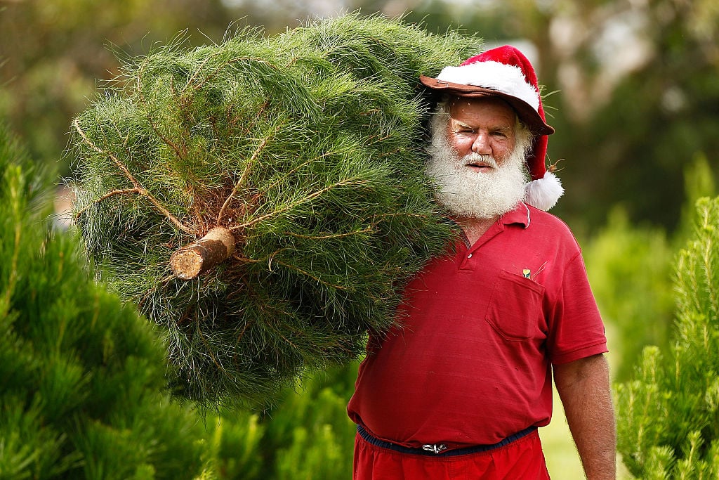 santa claus in a casual red suit carries a Christmas tree santa claus in a casual red suit carries a Christmas tree