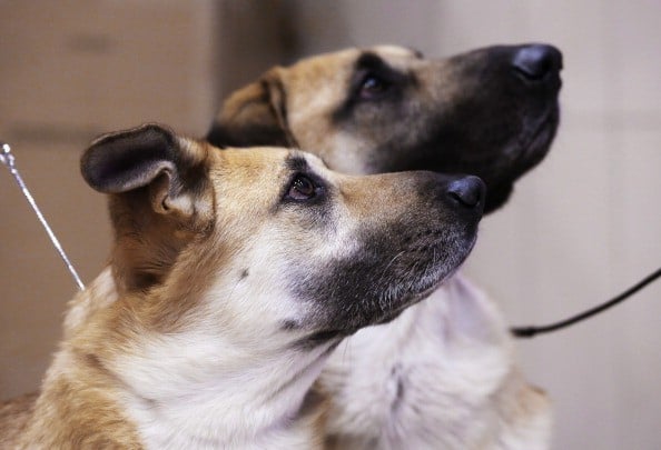 Chinooks watch their owners during a media event ahead of the 138th Westminster Kennel Club Dog Show.