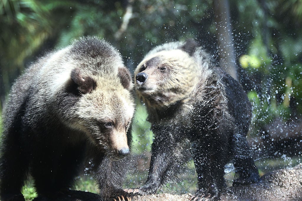 a pair of grizzly cubs shaking off a pair of grizzly cubs shaking off