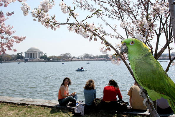 a parrot in a cherry tree in washington DC