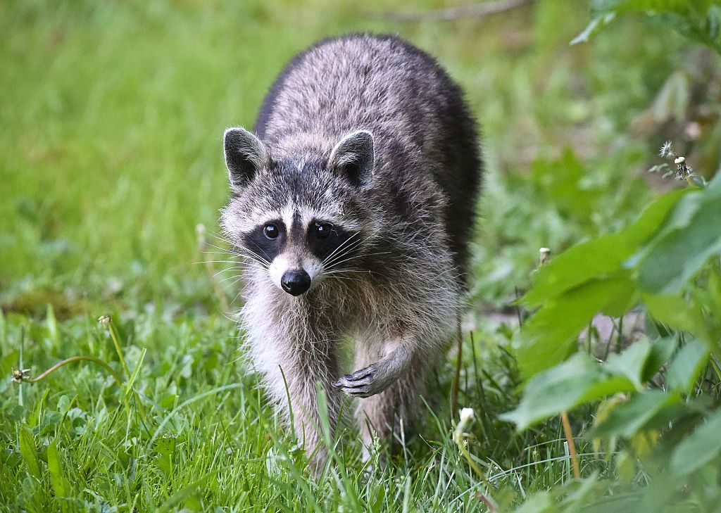 a raccoon walks through a grassy field a raccoon walks through a grassy field
