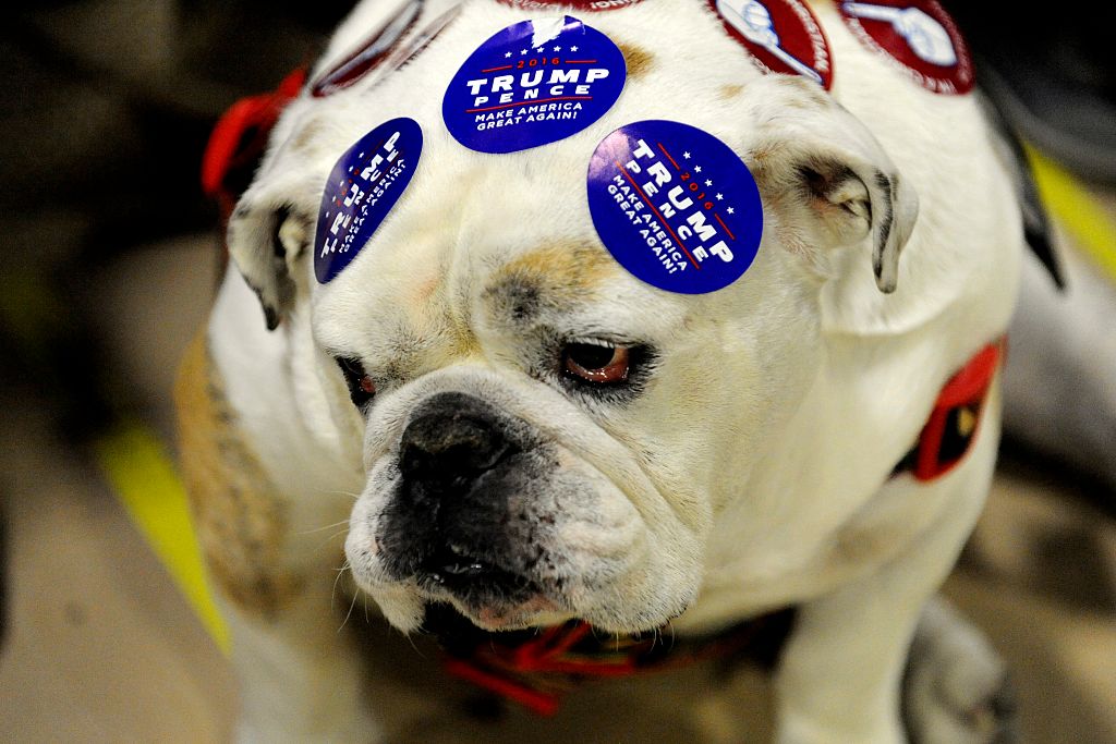 a bulldog wearing pro-Trump stickers a bulldog wearing pro-Trump stickers