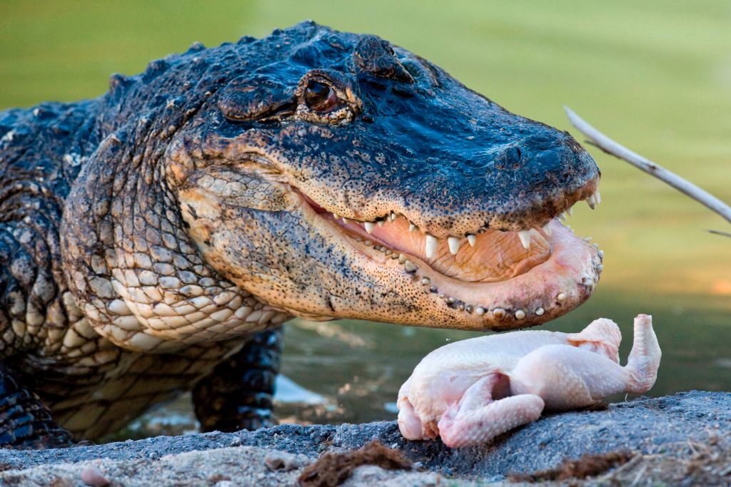 an alligator gets fed a raw chicken an alligator gets fed a raw chicken