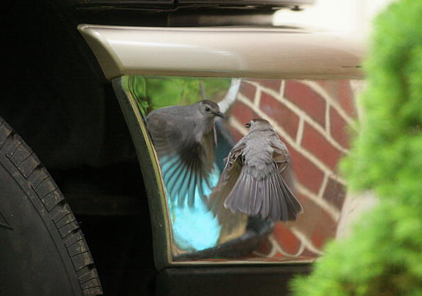 a mockingbird attacks its reflection in a car mirror