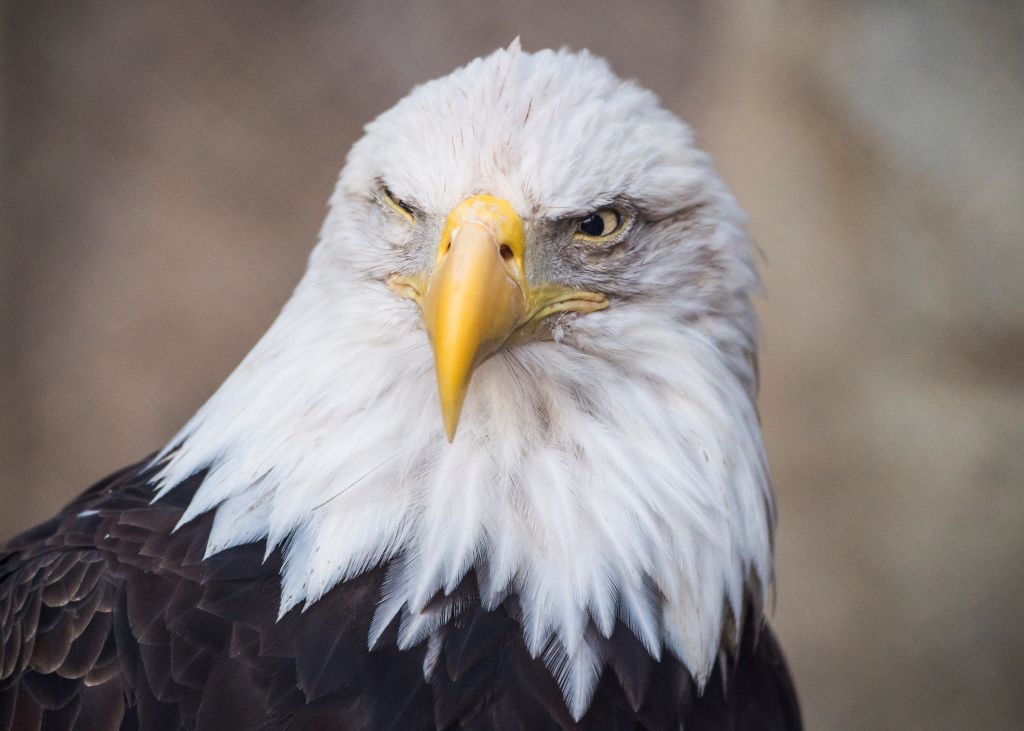 a tight shot of a bald eagle's head a tight shot of a bald eagle's head