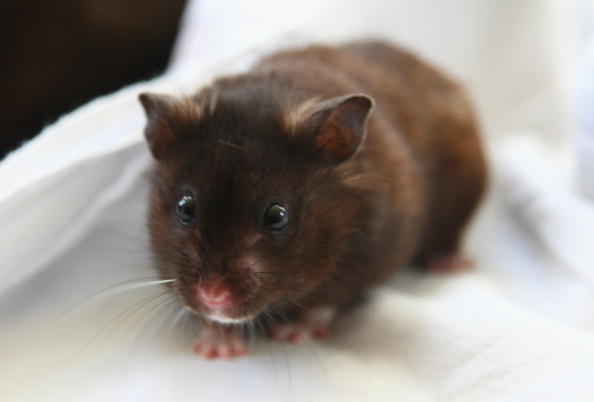 a brown pet hamster a brown pet hamster