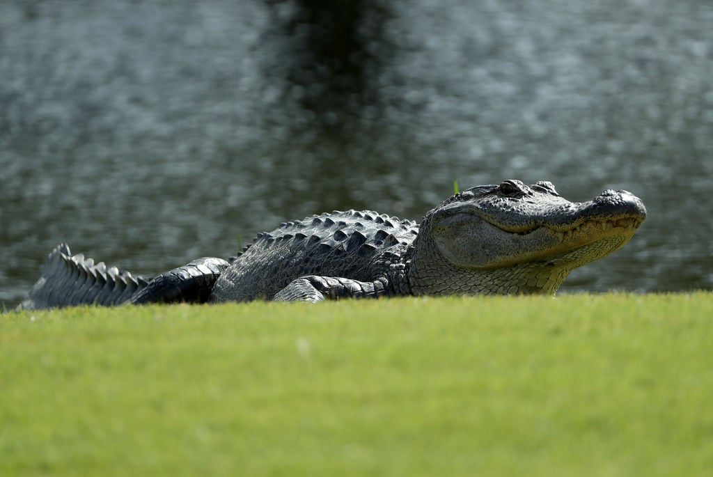 an alligator on a golf course near a pond