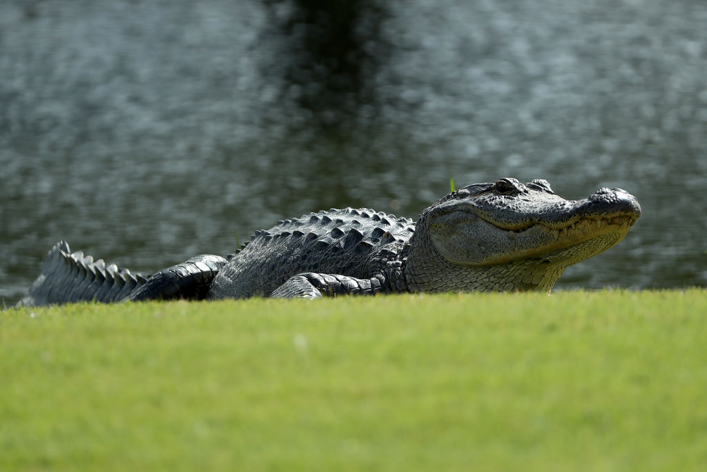 an alligator on a golf course near a pond an alligator on a golf course near a pond