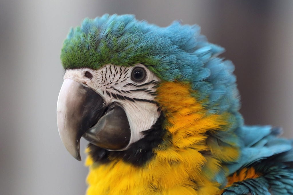 a blue headed macaw