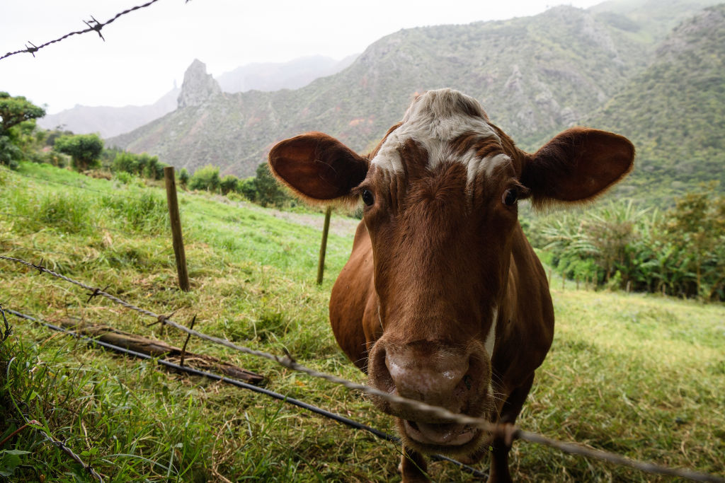 a brown and white cow in a pasture with a mountain in the background