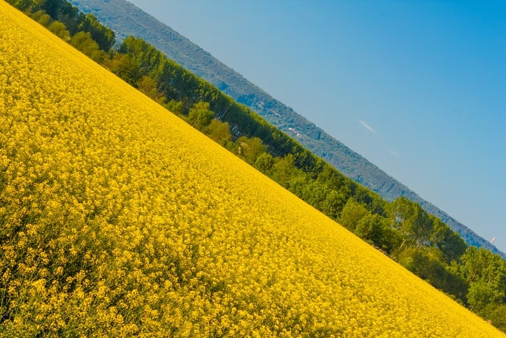 an explosion of yellow blooming of the rapeseed plant