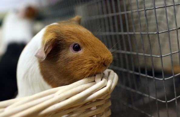 a guinea pig peeking out of a basket