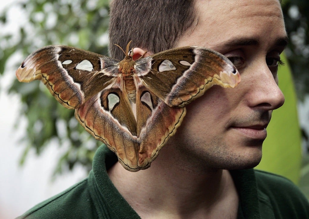 A large moth rests on a man's face
