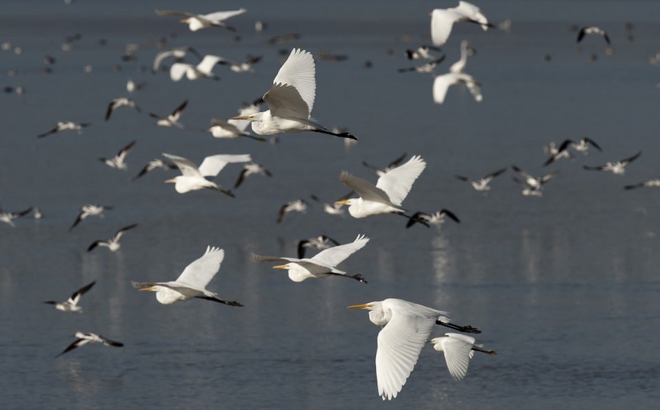 Great egrets and American avocets