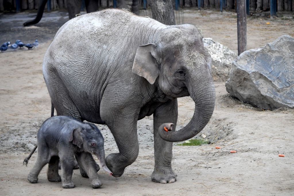 A one-day old baby Asiatic elephant walking next to his mother