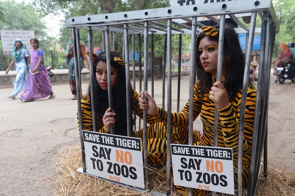 This Is Why So Many Animal Lovers Hate PETA