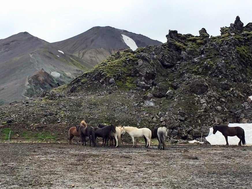 Iceland horses at landmannalaugar