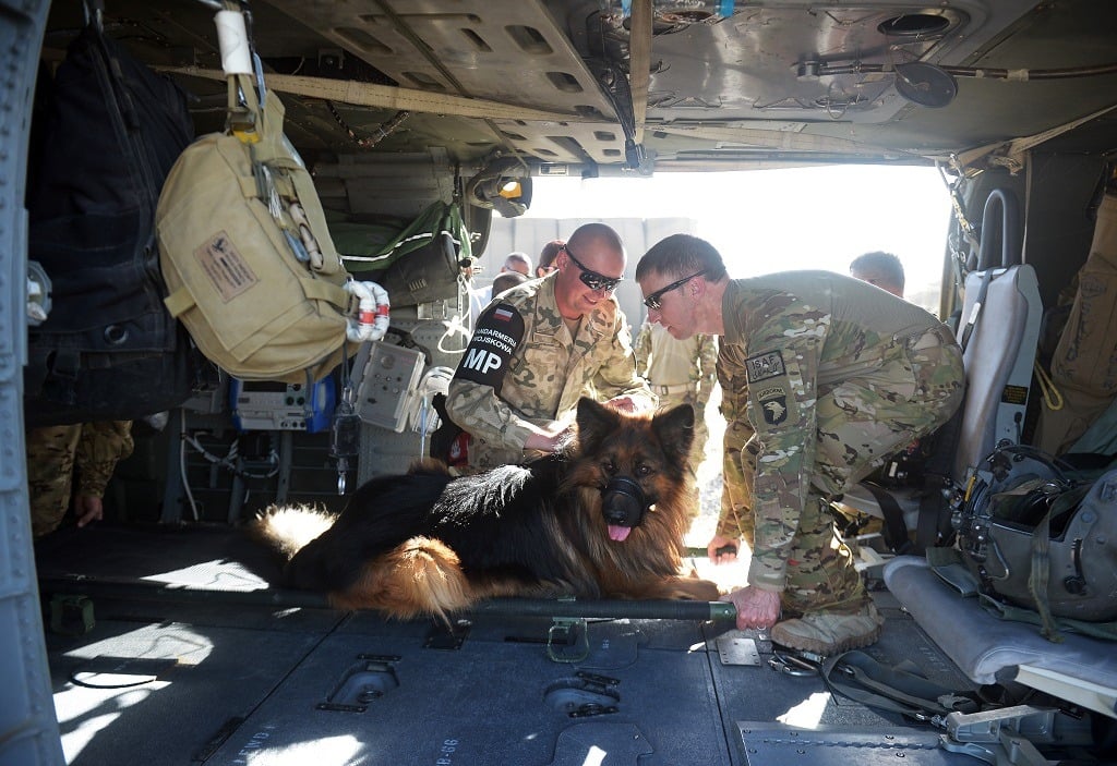 A US soldier (R) and a Polish soldier handle a military dog inside the cabin of a UH-60 Black Hawk medevac helicopter.