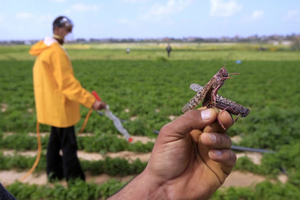 A Palestinian farmer displays a locust at a farm in Khan Yunis