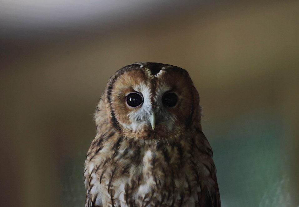 A rescued young tawny owl perches on a branch
