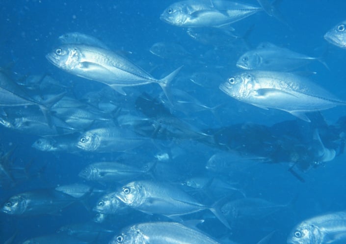 School of fish