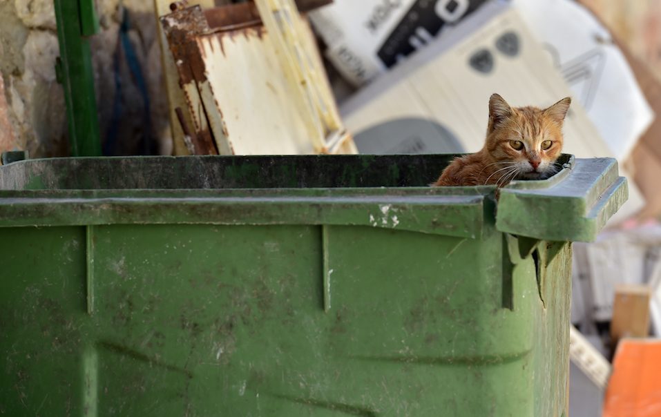 Stray cat in the garbage bin Stray cat in the garbage bin