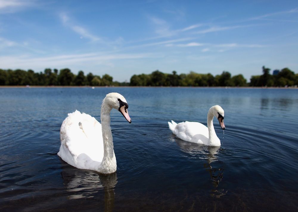 Swans swim on Round Pond in Hyde Park