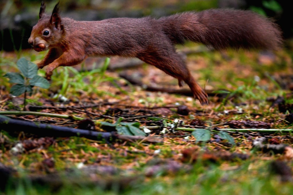 A red squirrel stocks up on nuts in Queen Elizabeth Forest